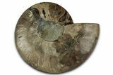 Cut & Polished Ammonite Fossil (Half) - Madagascar #329178-1